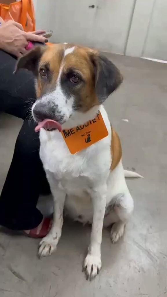 Maria, cachorro de porte médio para adoção em Belo Horizonte - MG