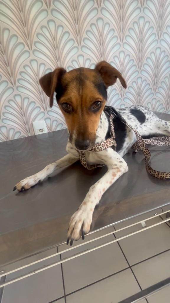 Paulinha, cadela de porte pequeno para adoção em Belo Horizonte - MG