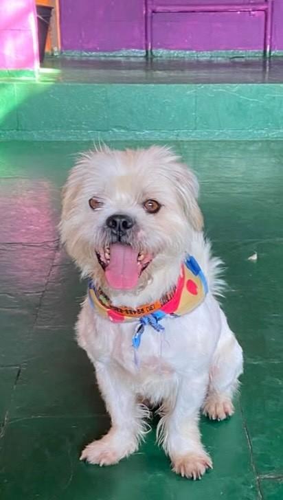 Paçoca, cachorro de porte pequeno para adoção em Belo Horizonte - MG