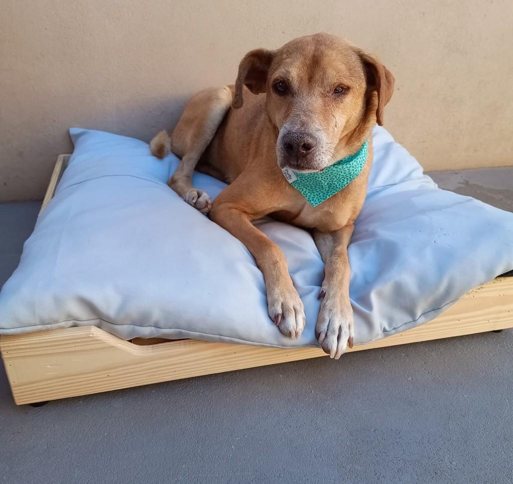 Pepe, cachorro de porte médio para adoção em Belo Horizonte - MG
