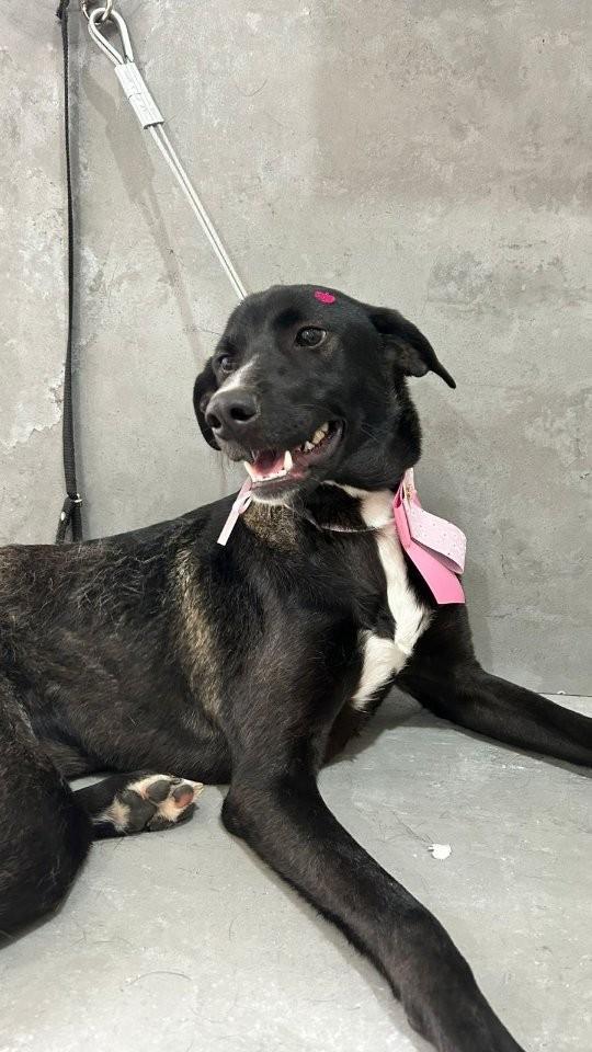 Cecy, cachorro de porte médio para adoção em Belo Horizonte - MG