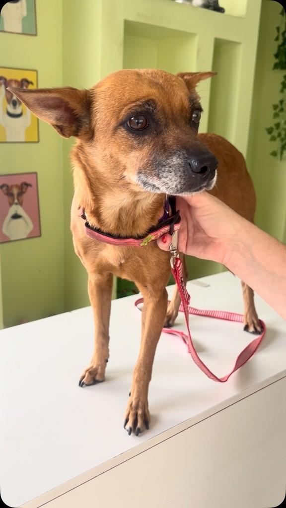 Filomena, cadela de porte pequeno para adoção em Belo Horizonte - MG
