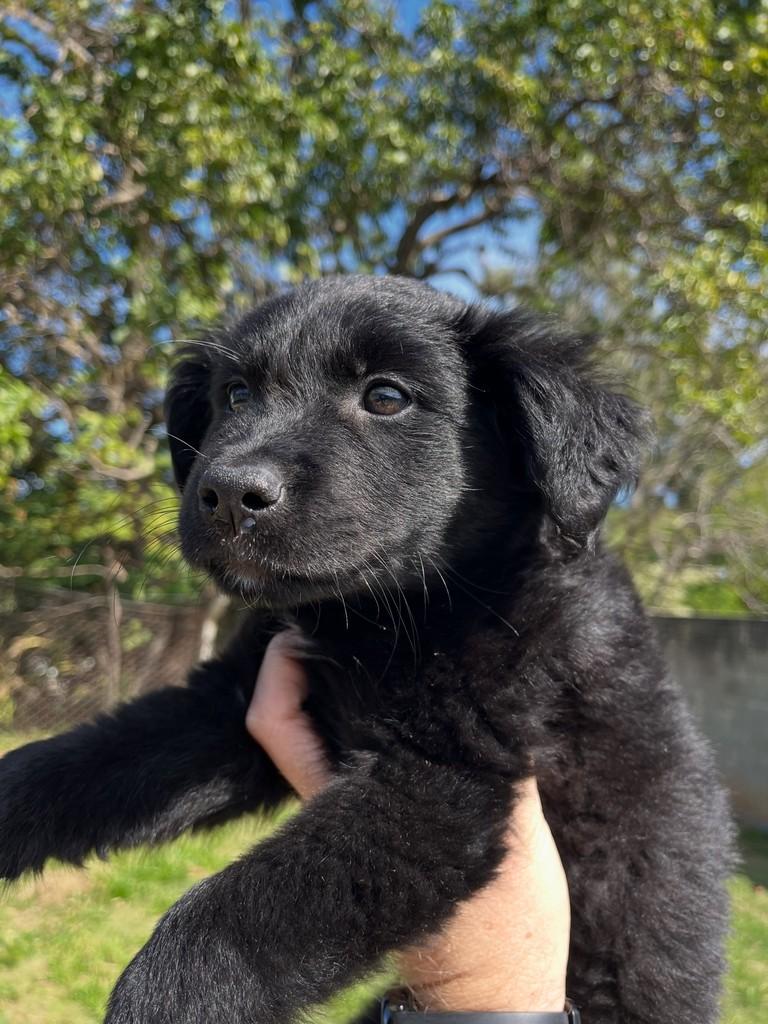 Vini, cachorro de porte pequeno para adoção em Itapira - SP