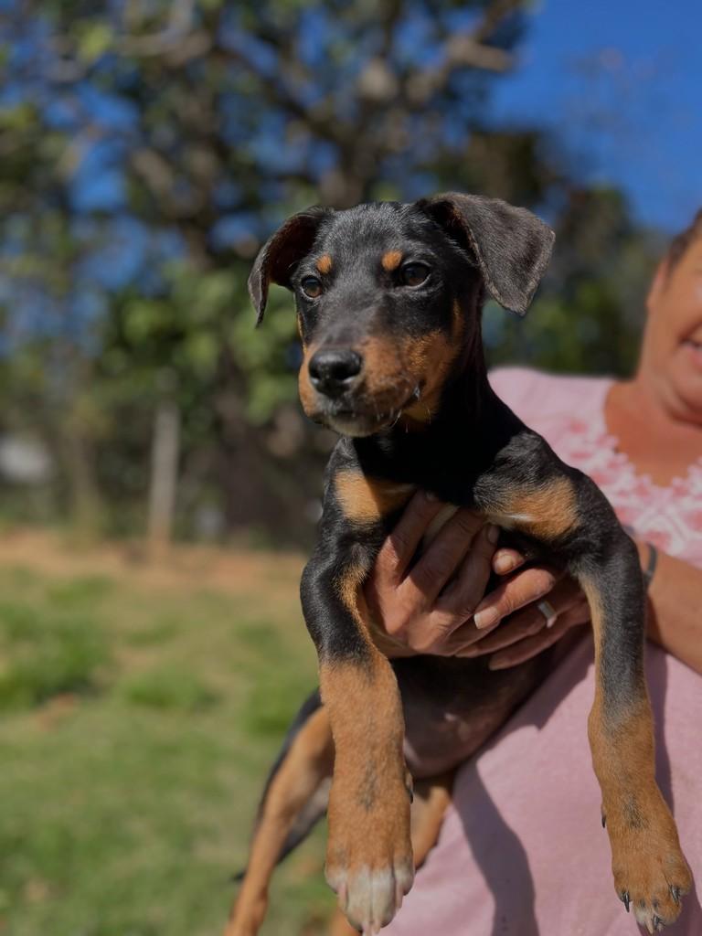 Poze, cachorro de porte pequeno para adoção em Itapira - SP