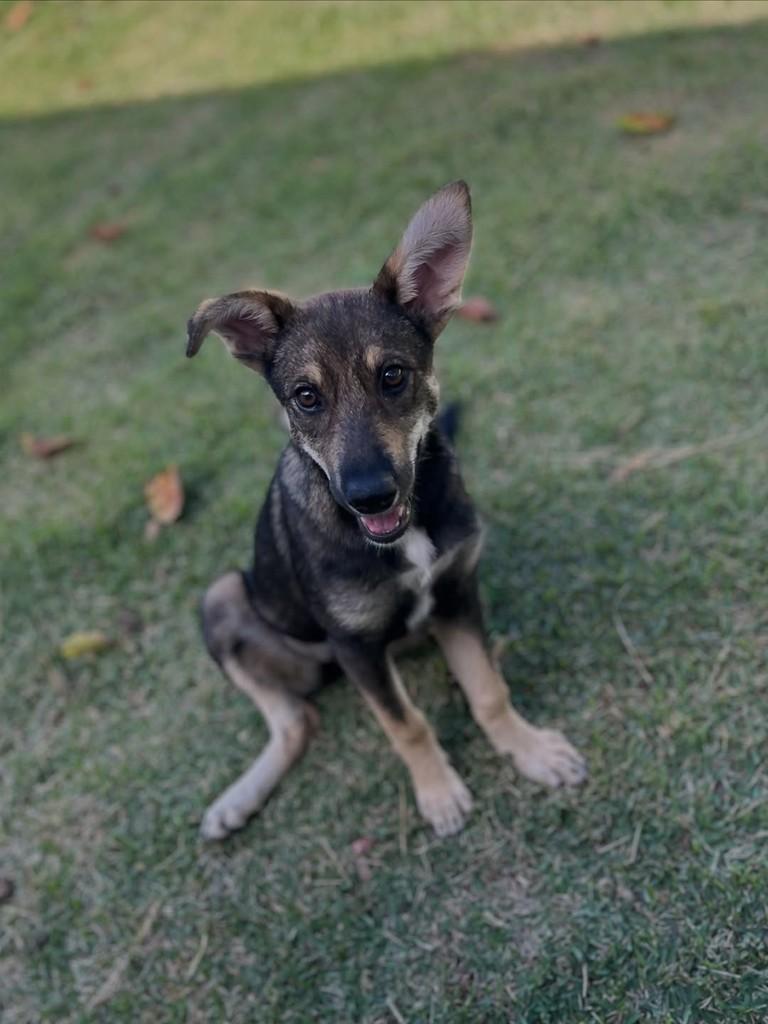 Alice, cachorro de porte pequeno para adoção em Itapira - SP