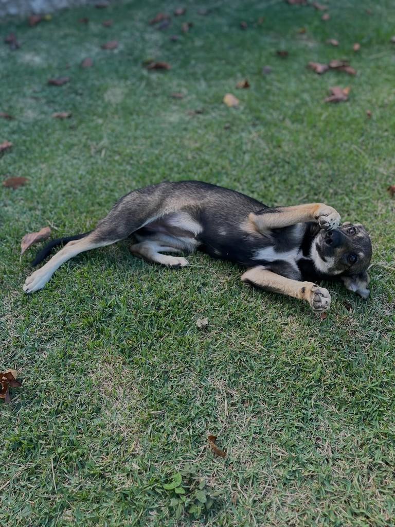 Alice, cachorro de porte pequeno para adoção em Itapira - SP — foto 2 de 4