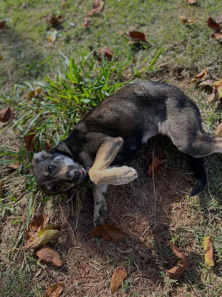 Alice, cachorro de porte pequeno para adoção em Itapira - SP — foto 3 de 4