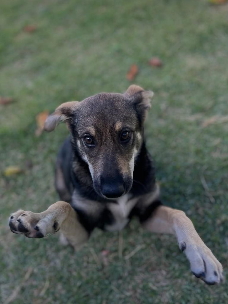 Alice, cachorro de porte pequeno para adoção em Itapira - SP — foto 4 de 4