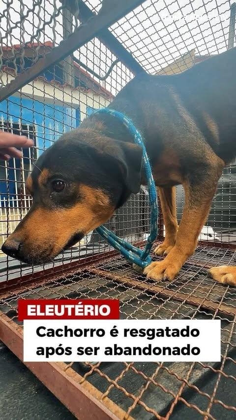 Beethoven, cachorro de porte médio para adoção em Itapira - SP
