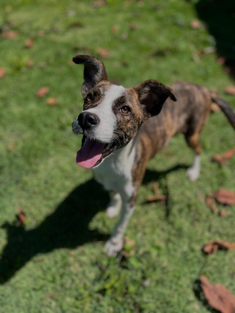 Duque, cachorro de porte médio para adoção em Itapira - SP