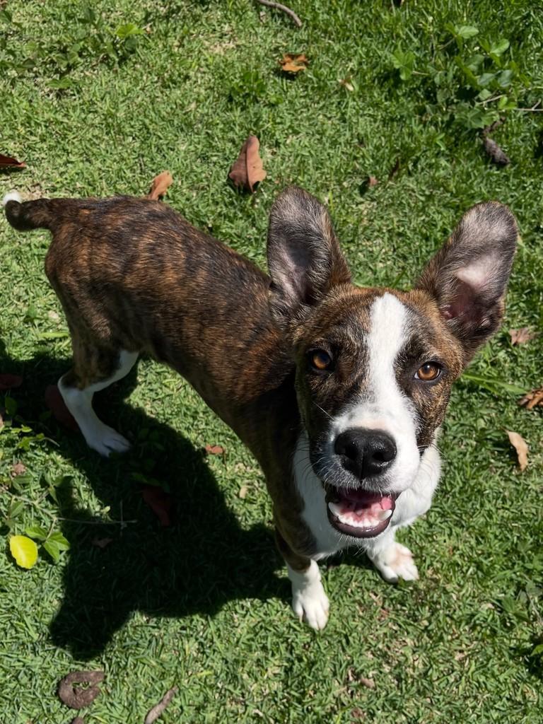 Duque, cachorro de porte médio para adoção em Itapira - SP — foto 2 de 4