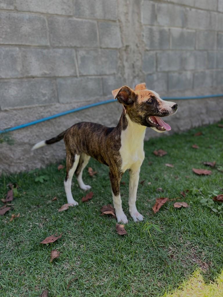 Duque, cachorro de porte médio para adoção em Itapira - SP — foto 3 de 4