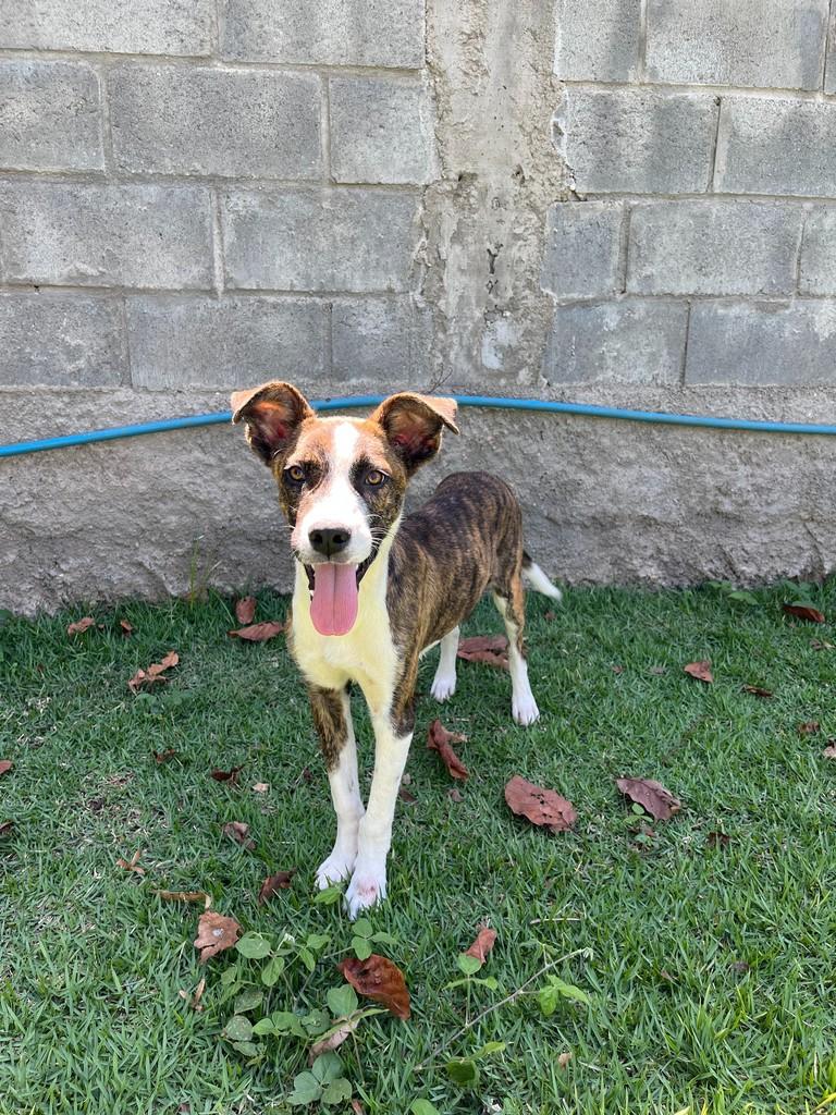 Duque, cachorro de porte médio para adoção em Itapira - SP — foto 4 de 4