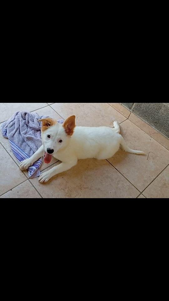 Yuki, cadela para adoção em São José dos Campos - SP