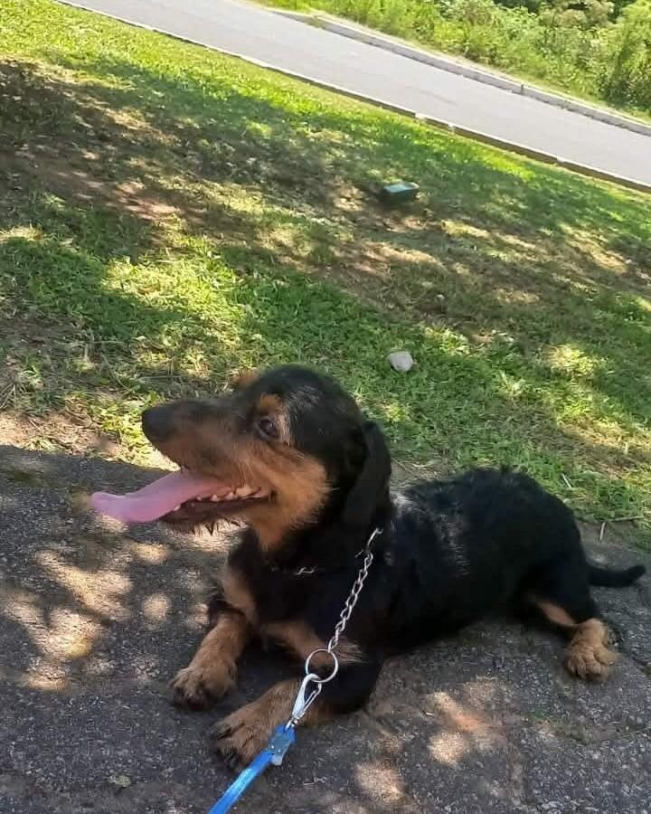 Linguicinha, cachorro de porte pequeno para adoção em Montenegro - RS