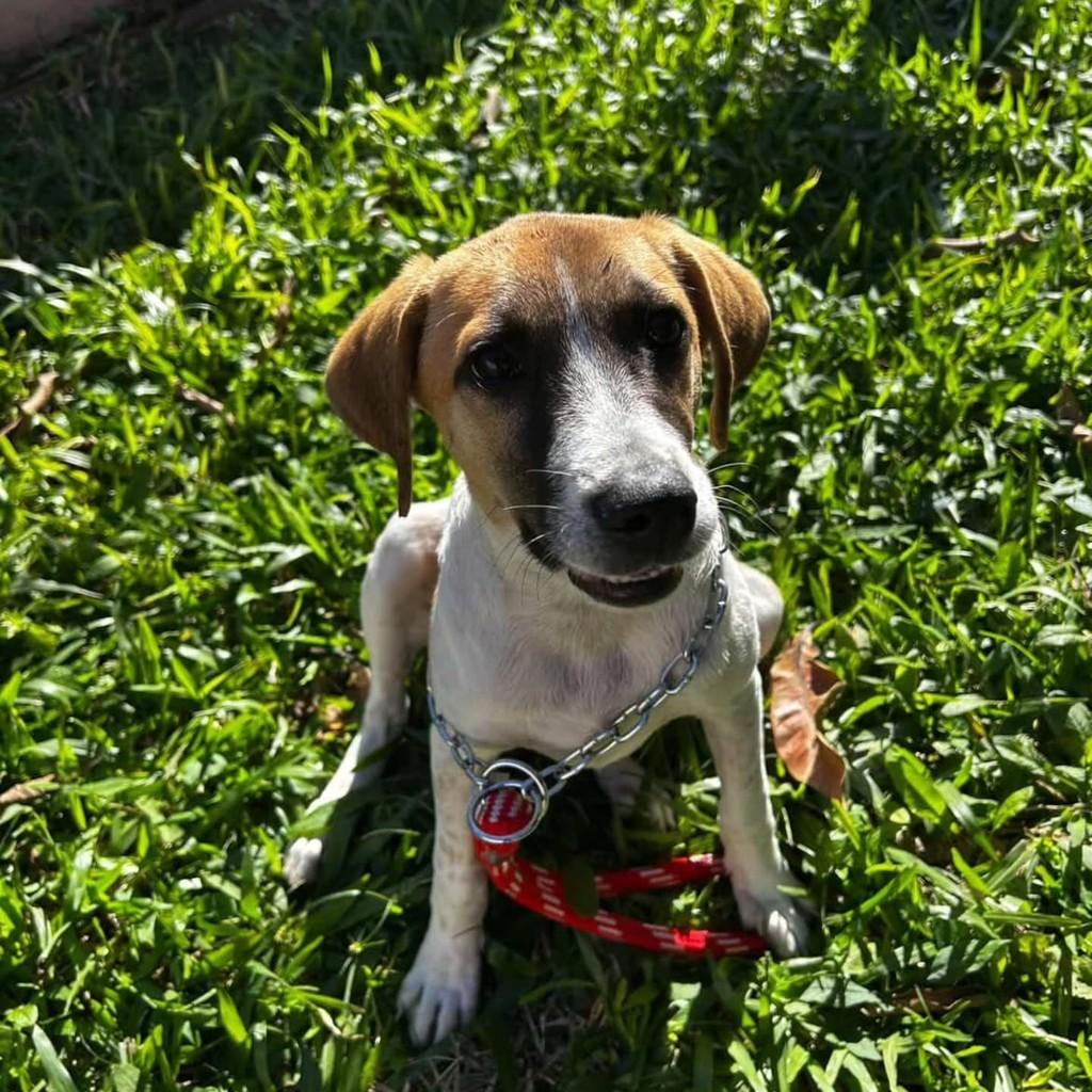 Bebezão, cachorro de porte médio para adoção em Montenegro - RS