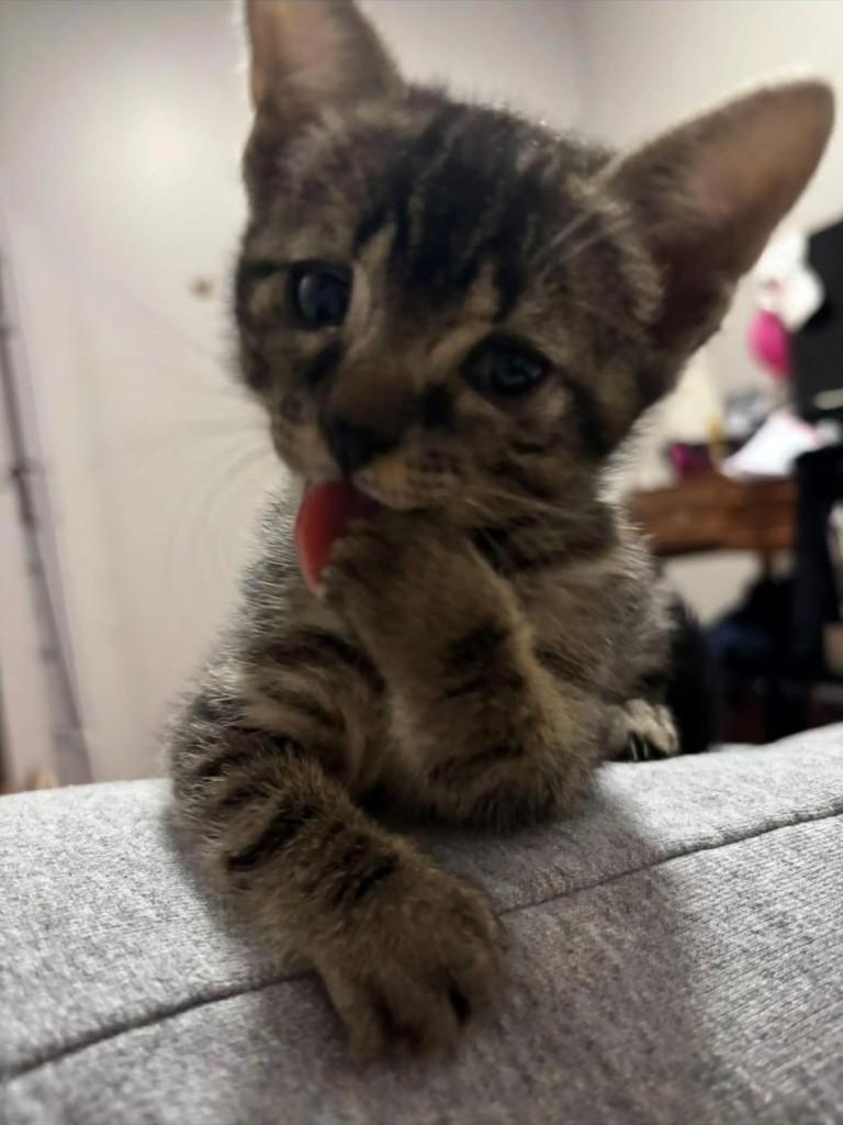 Zoe, gata de porte pequeno para adoção em Montenegro - RS