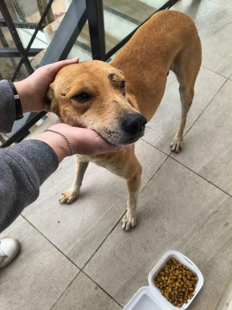 Doguinho, cachorro de porte médio para adoção em Montenegro - RS