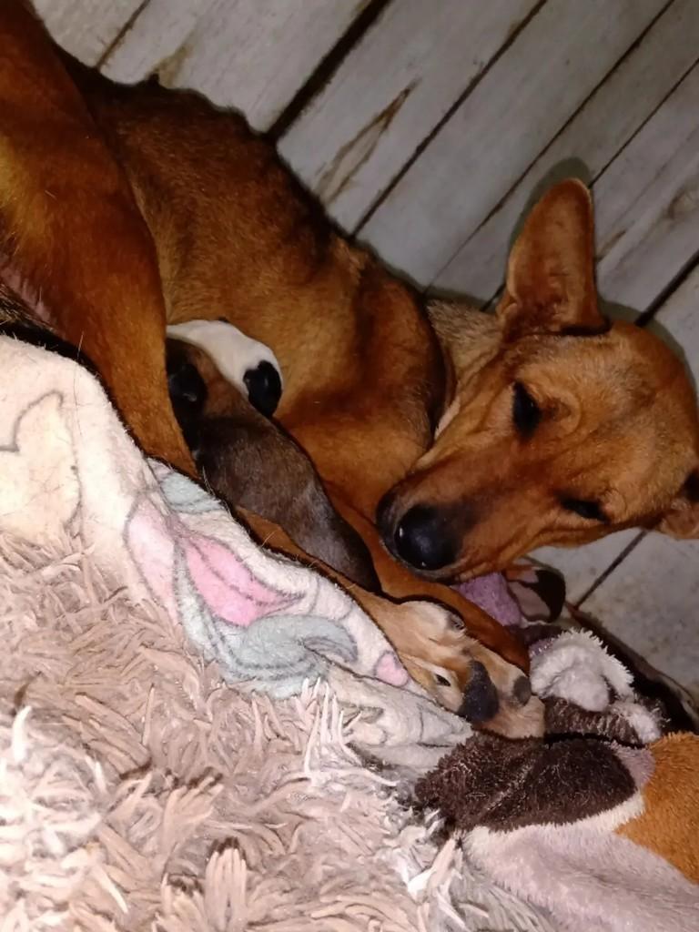 Pretinha, cachorro de porte médio para adoção em Montenegro - RS