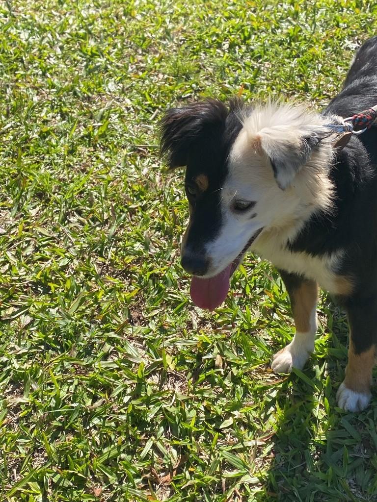 Chanel, cadela de porte pequeno para adoção em Montenegro - RS