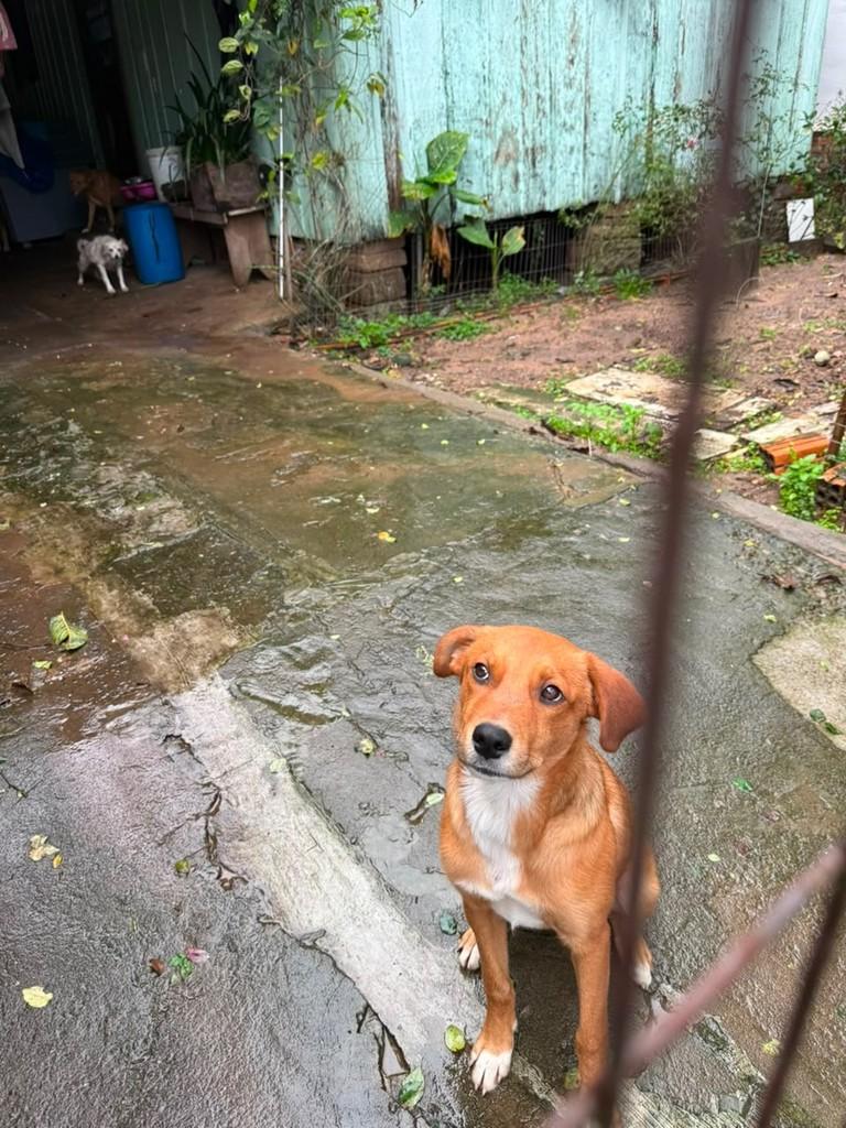 Douglas, cachorro de porte médio para adoção em Montenegro - RS