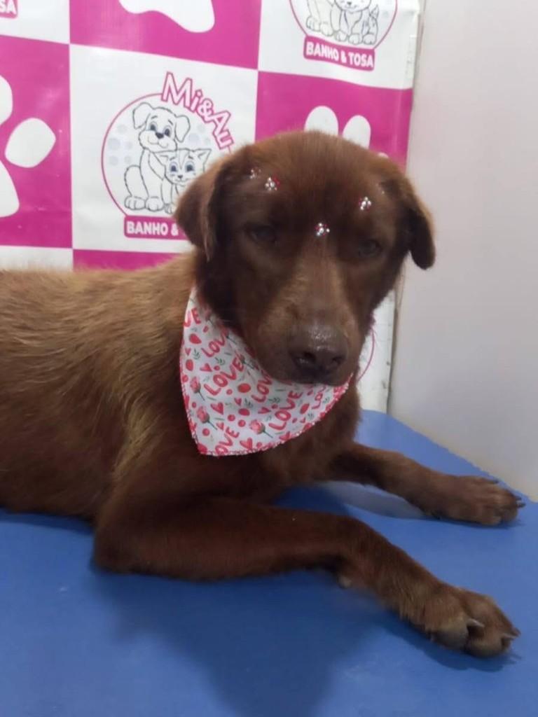 Chocolatinha, cachorro de porte médio para adoção em Montenegro - RS