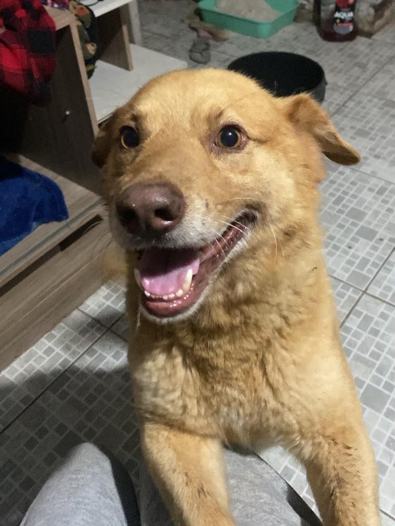 Picolino, cachorro de porte pequeno para adoção em Montenegro - RS