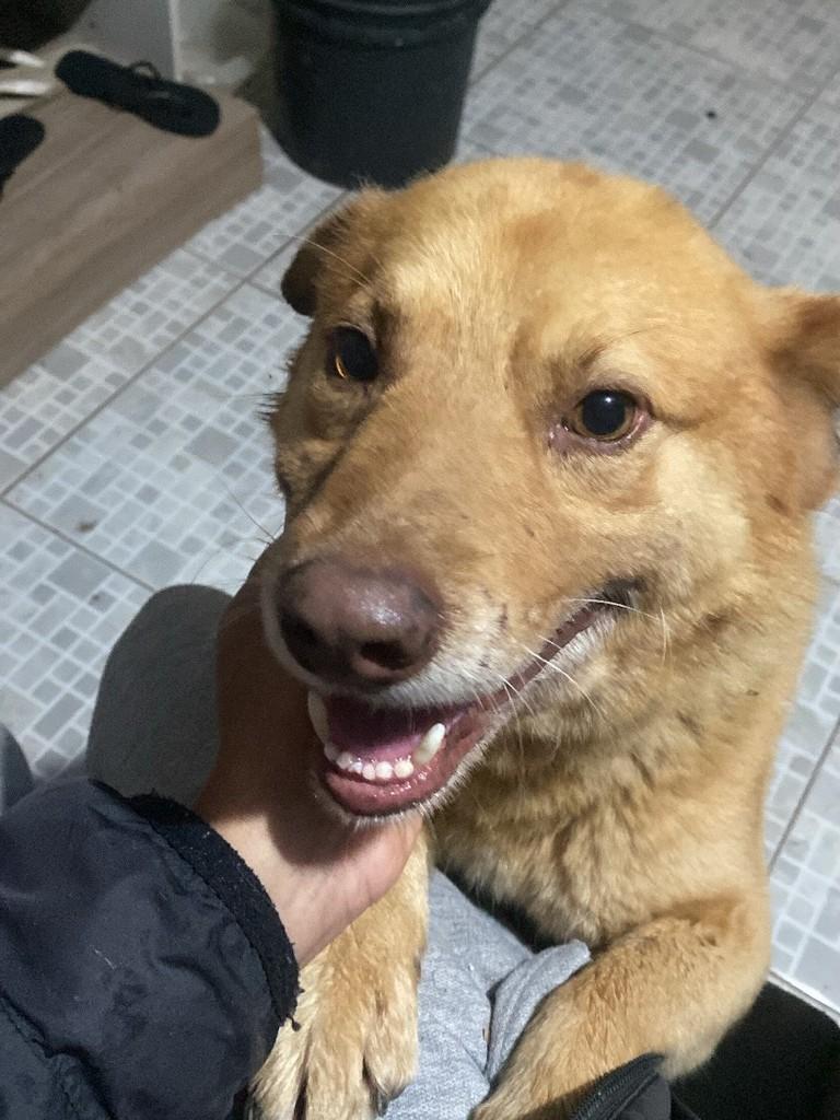 Picolino, cachorro de porte pequeno para adoção em Montenegro - RS — foto 2 de 3