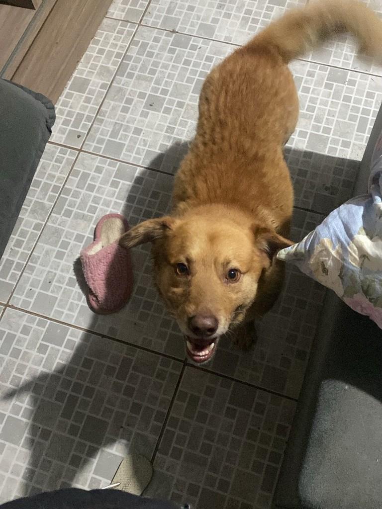 Picolino, cachorro de porte pequeno para adoção em Montenegro - RS — foto 3 de 3