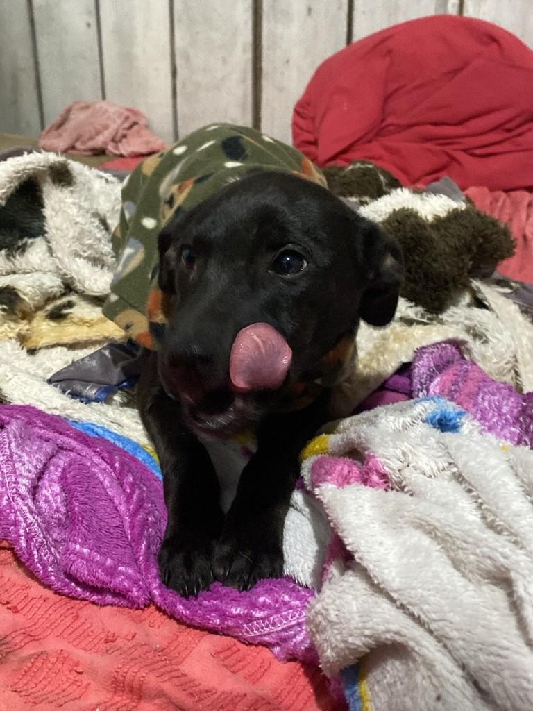Zequinha, cachorro de porte médio para adoção em Montenegro - RS