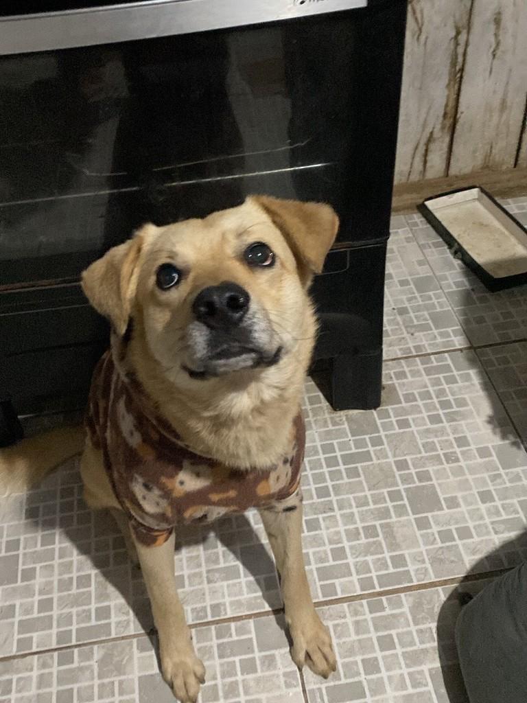 Marley, cachorro de porte grande para adoção em Montenegro - RS