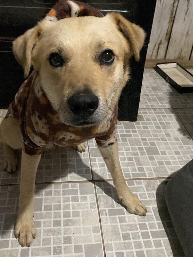 Marley, cachorro de porte grande para adoção em Montenegro - RS — foto 2 de 5