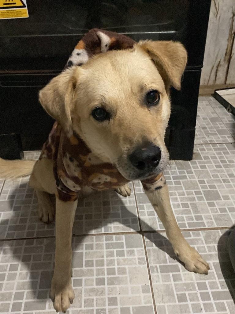 Marley, cachorro de porte grande para adoção em Montenegro - RS — foto 3 de 5