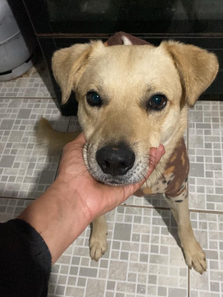 Marley, cachorro de porte grande para adoção em Montenegro - RS — foto 4 de 5