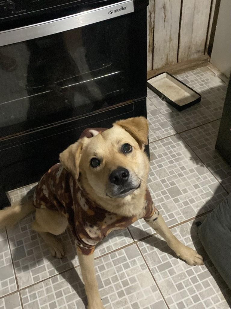Marley, cachorro de porte grande para adoção em Montenegro - RS — foto 5 de 5