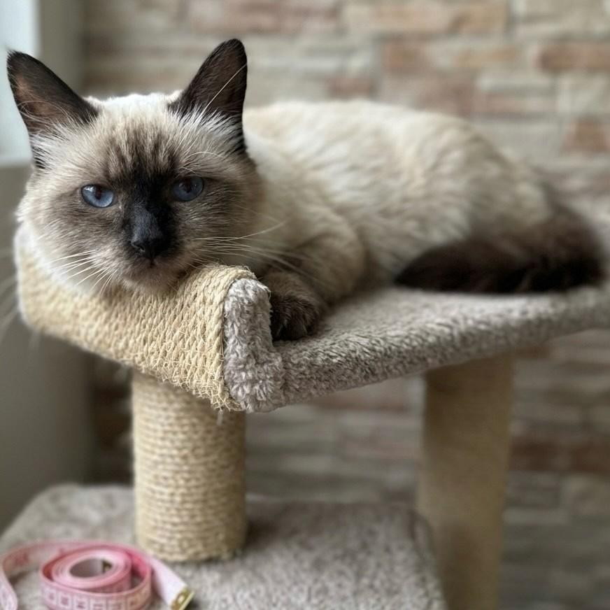 Duque, gato de porte pequeno para adoção em Rio de Janeiro - RJ