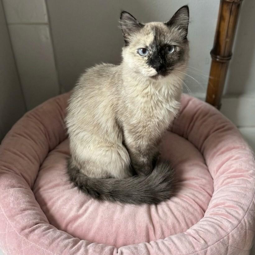 Estrela, gata de porte pequeno para adoção em Rio de Janeiro - RJ