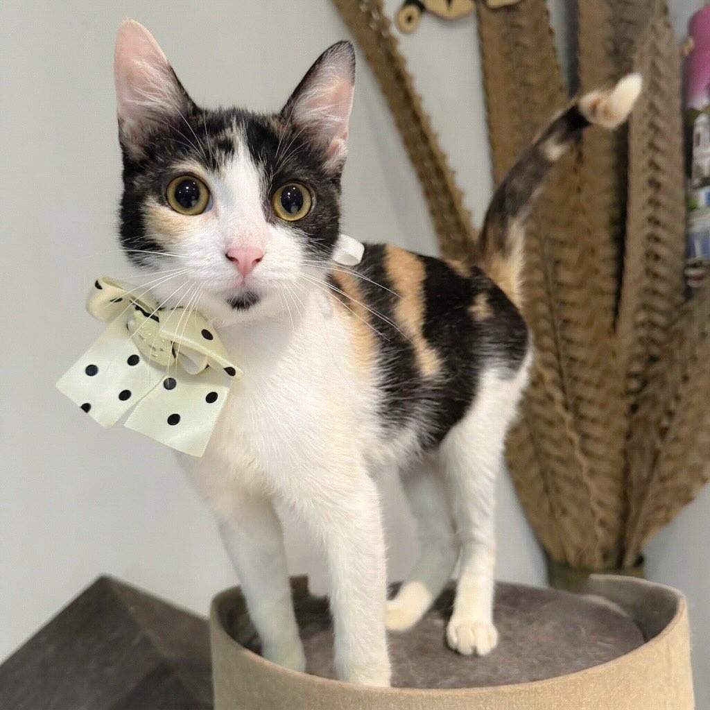Malu, gata de porte pequeno para adoção em Rio de Janeiro - RJ