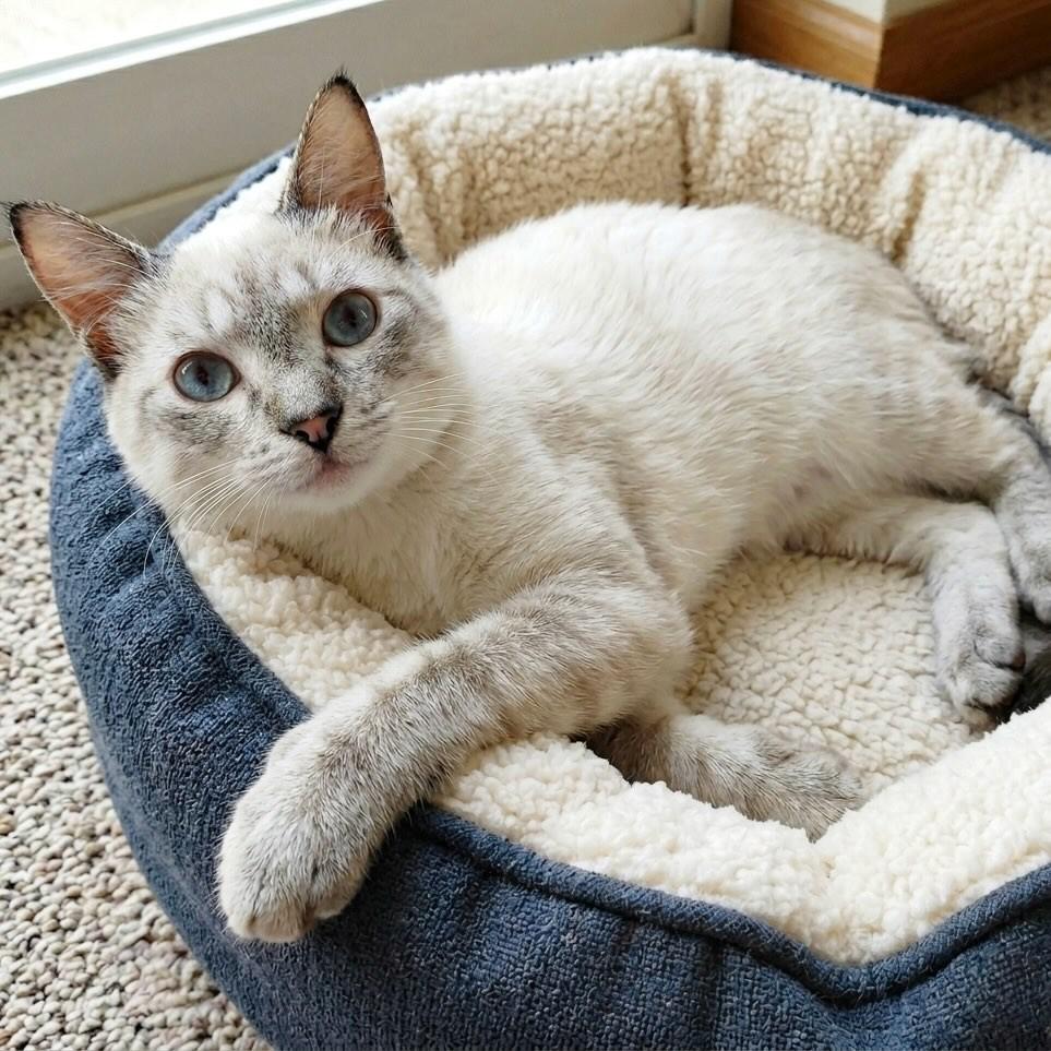 Oscar, gato de porte médio para adoção em Rio de Janeiro - RJ
