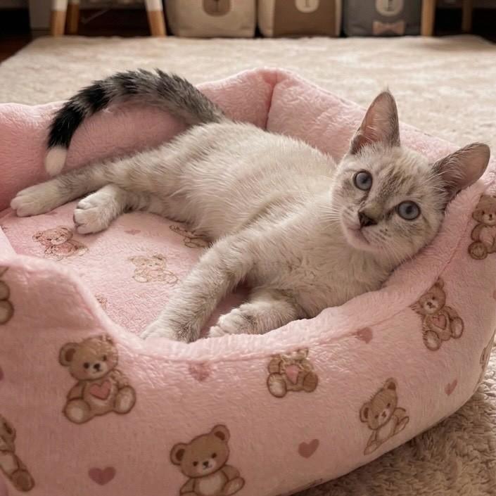 Maria Alice, gata de porte pequeno para adoção em Rio de Janeiro - RJ