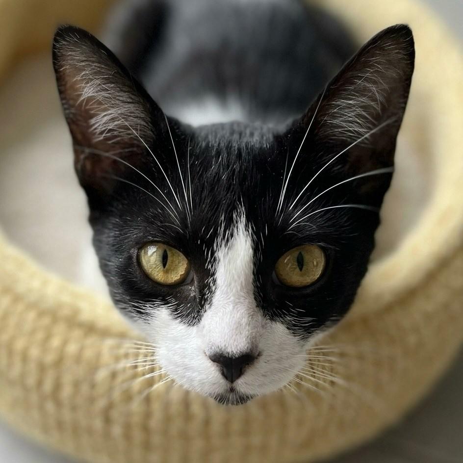 Miguel, gato para adoção em Rio de Janeiro - RJ