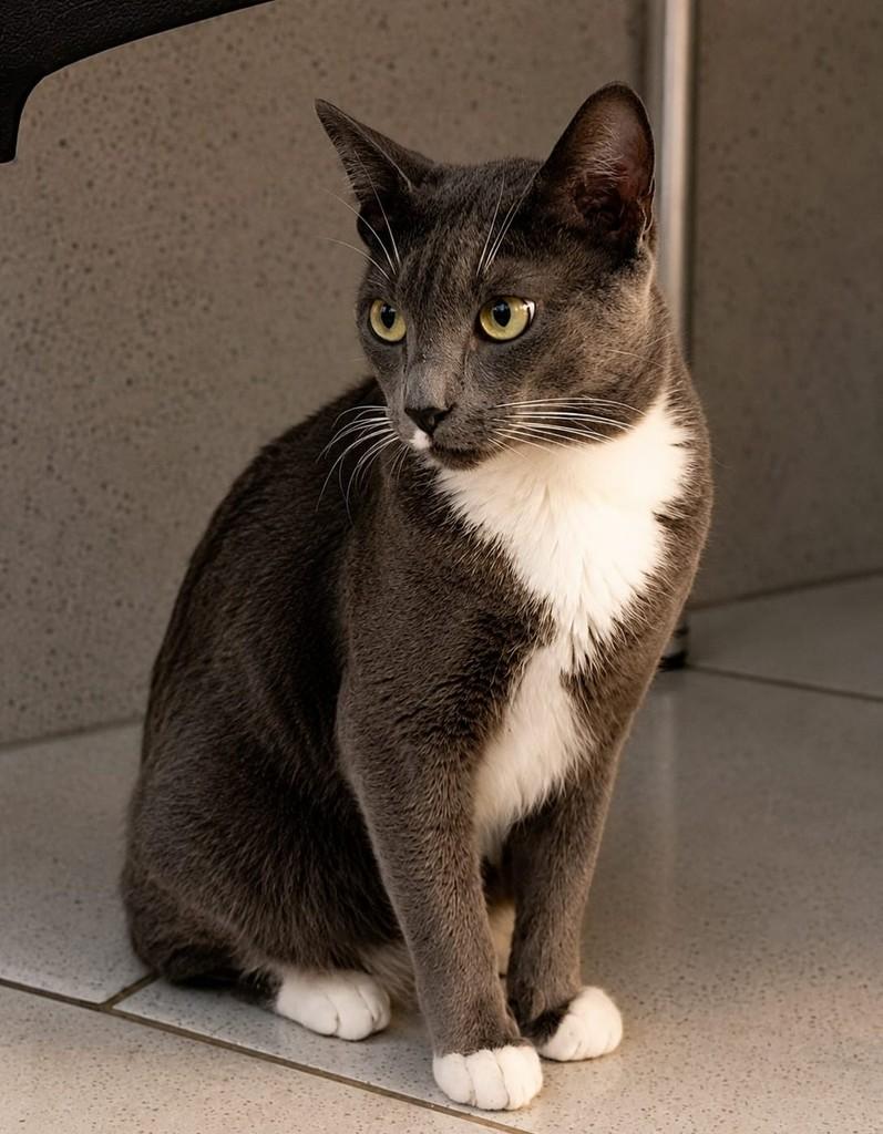 Ramon, gato de porte médio para adoção em Rio de Janeiro - RJ