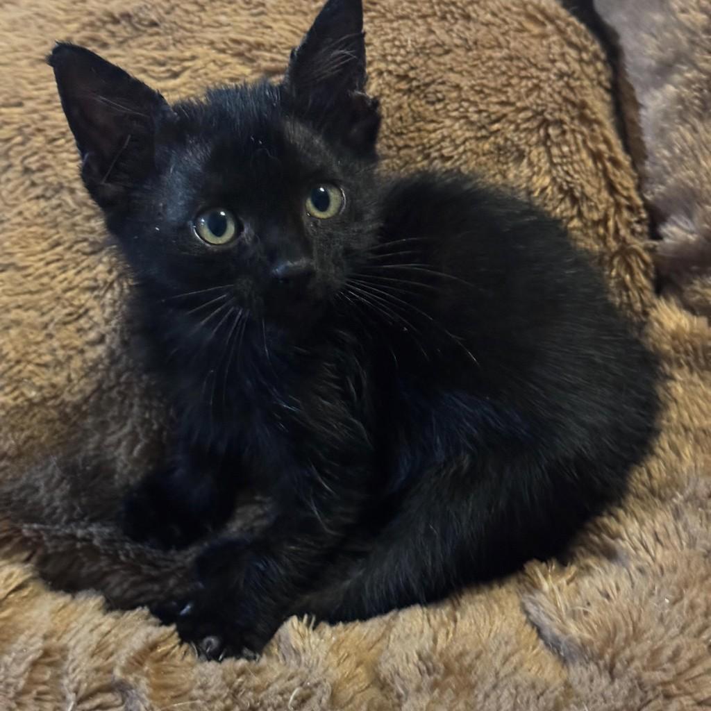 Cafezinho, gato de porte pequeno para adoção em Rio de Janeiro - RJ