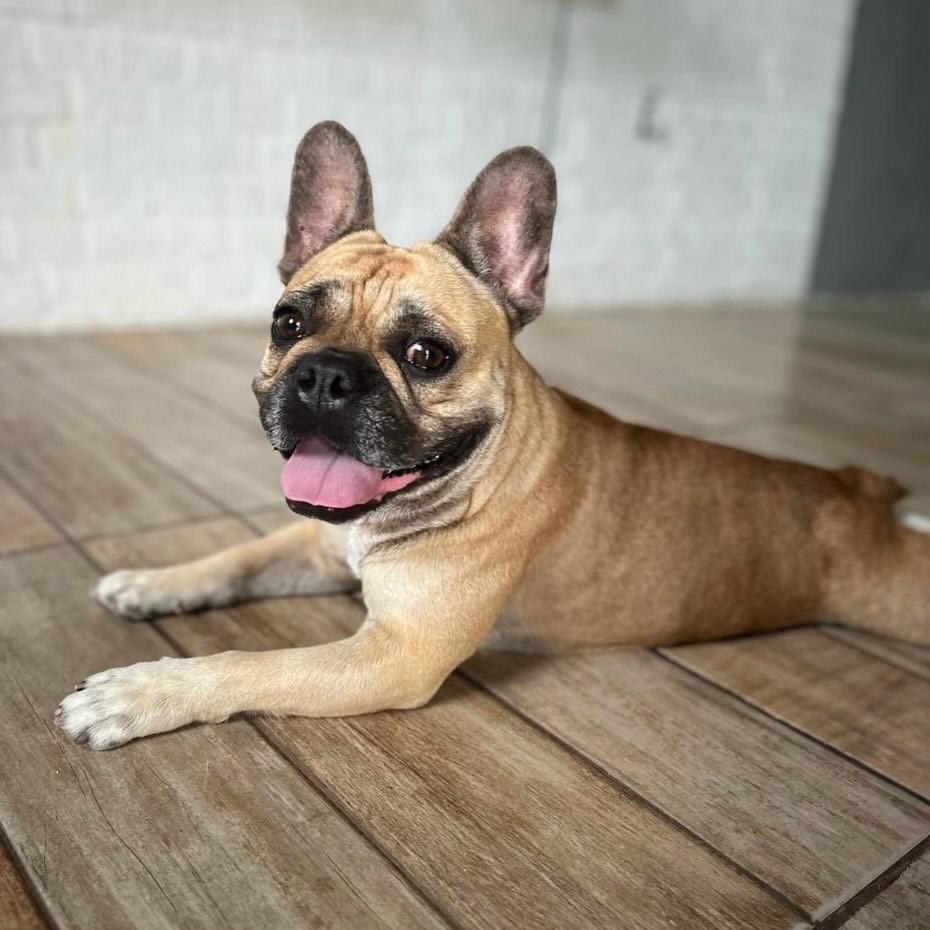 Mel, cadela de porte pequeno para adoção em Rio de Janeiro - RJ