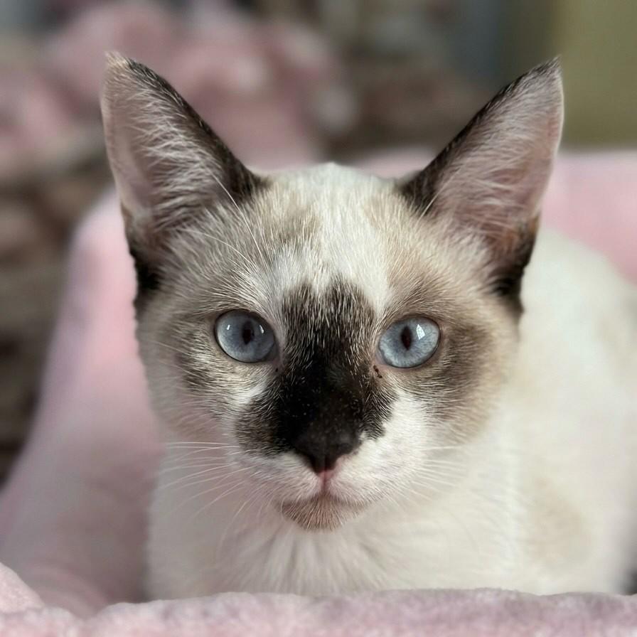 Cherry, gata para adoção em Rio de Janeiro - RJ