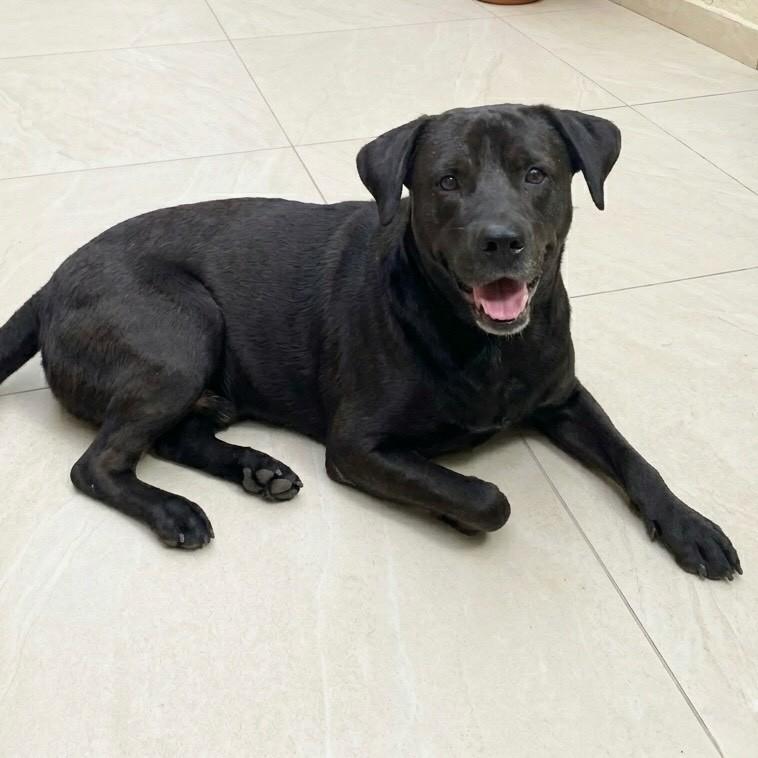 Amigão, cachorro de porte grande para adoção em Rio de Janeiro - RJ