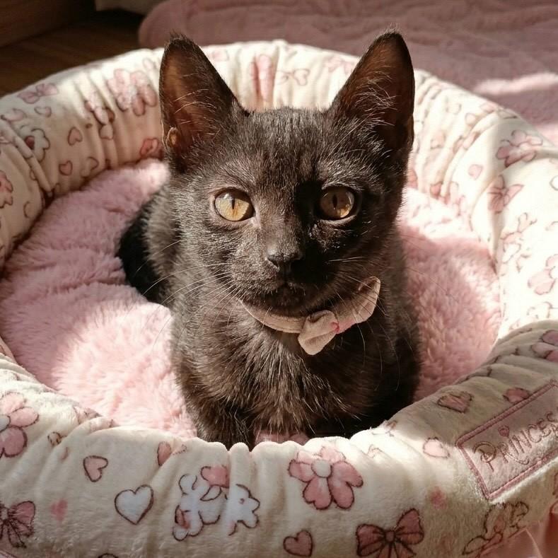 Amora, gato de porte pequeno para adoção em Rio de Janeiro - RJ