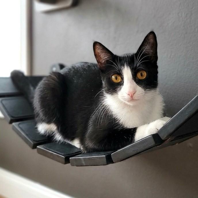 Mia, gata de porte pequeno para adoção em Rio de Janeiro - RJ