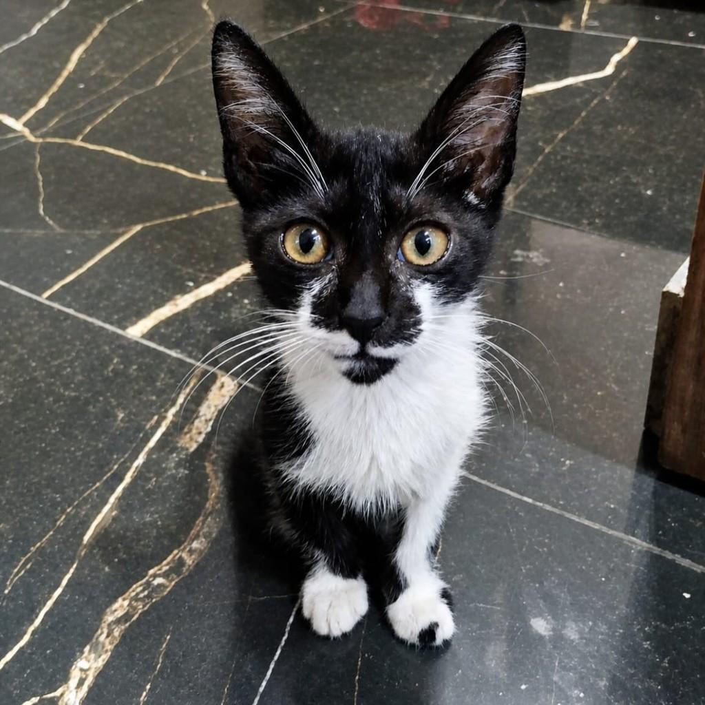 Romeu, gato de porte pequeno para adoção em Rio de Janeiro - RJ