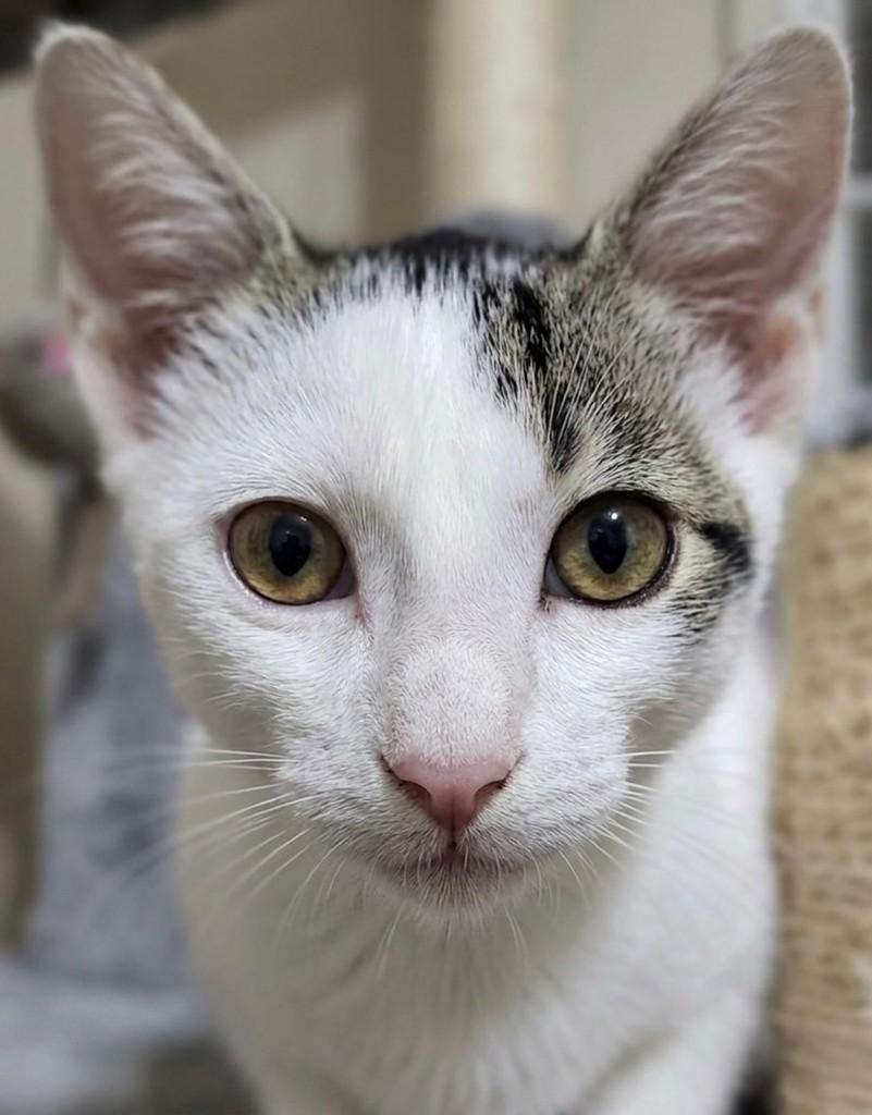 Pequeno Príncipe, gato de porte pequeno para adoção em Rio de Janeiro - RJ